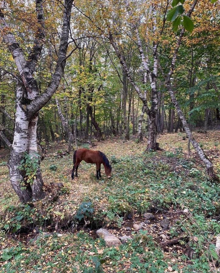 Glamping Wolf Mount Villa Margahovit Buitenkant foto